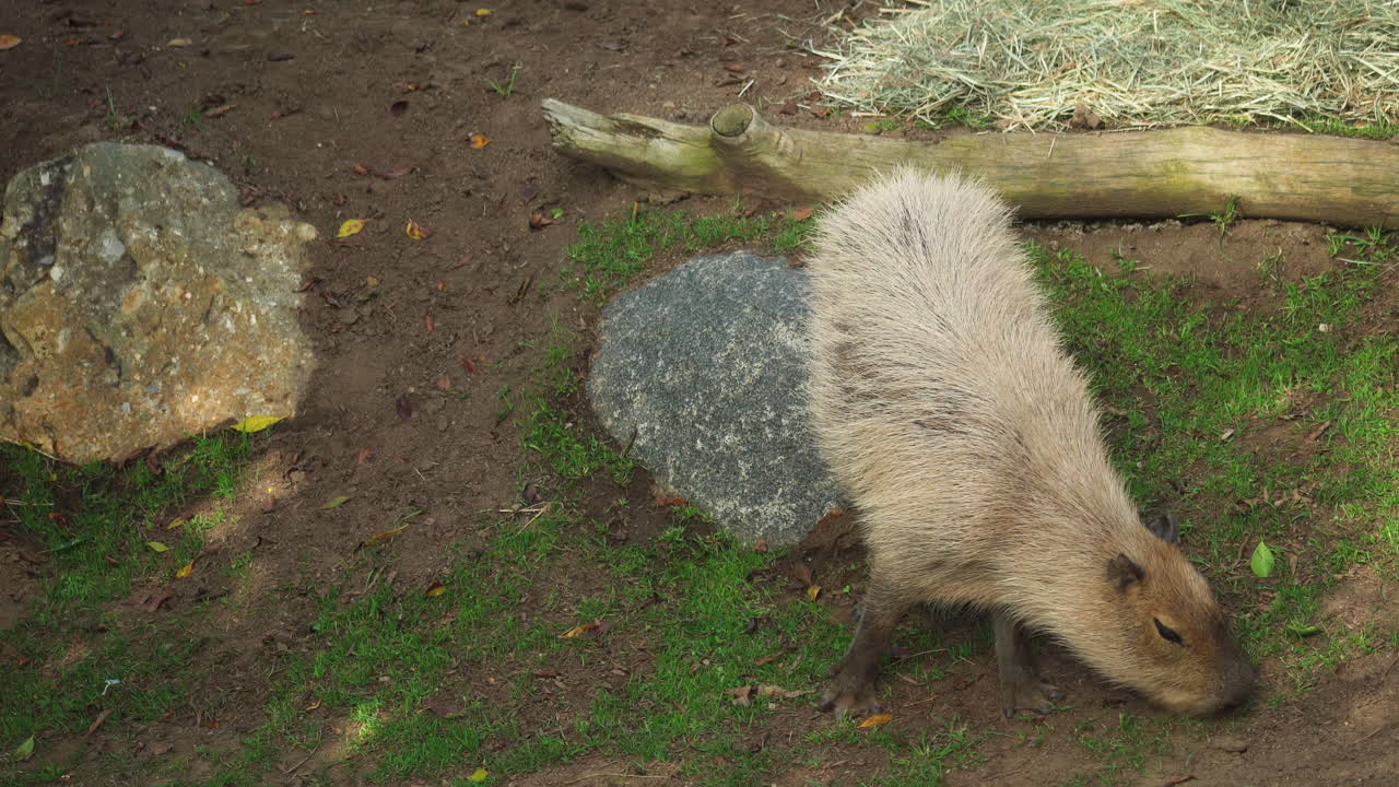 Cute Capybara eats grass. Wild animals, a nature reserve. San Diego Zoo, California