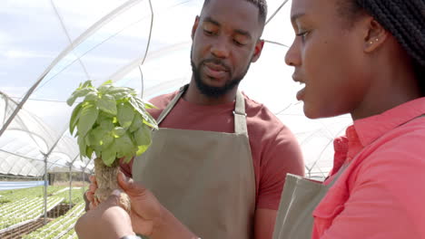 examining hydroponic plant, two african american farmers discussing growth in greenhouse garden