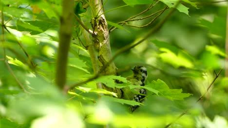 downy woodpecker perched in a tree preening among vibrant green foliage, static