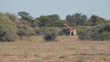 Giraffe-walking-in-african-savannah-with-bushes,-second-one-follows