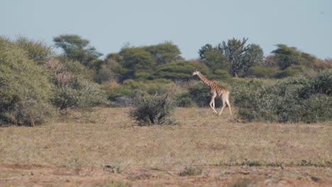 jirafa caminando en la sabana africana con arbustos, la segunda sigue