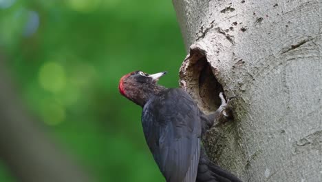 Un-Pájaro-Carpintero-Negro-Encaramado-En-Un-árbol-De-Haya-Con-Un-Agujero-De-Anidación---Tiro-De-ángulo-Bajo