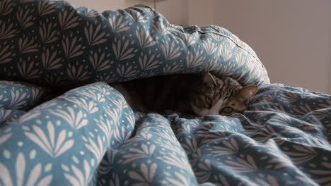 gato doméstico tumbado y relajándose en la cama bajo el edredón durante el invierno