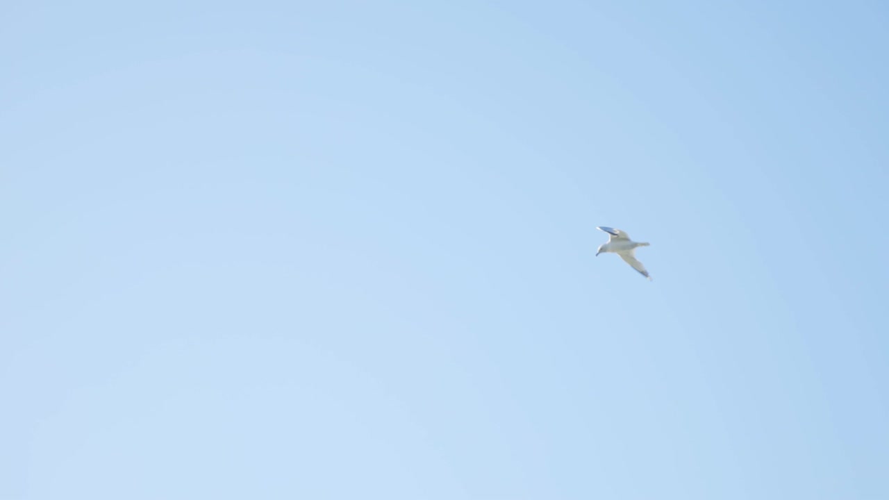 낮에는 파란 하늘을 향해 날아다니는 해파리