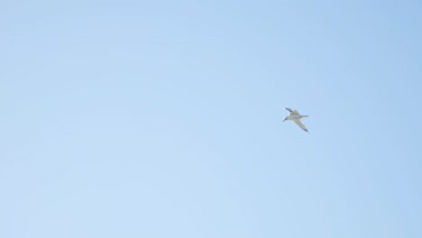 Möwe-Fliegt-Tagsüber-Gegen-Den-Blauen-Himmel