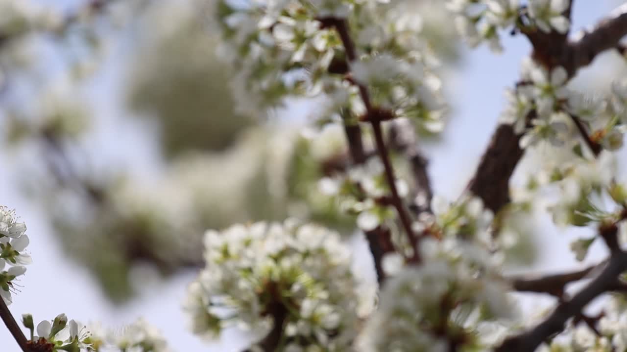 Un'ape impollina i fiori su un susino al rallentatore con un cambio di messa a fuoco