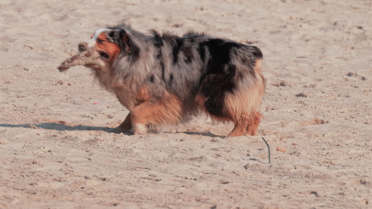 A joyful dog runs across the sandy beach under warm sunlight