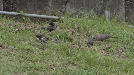 gathering of grey treepies, house sparrows, and pigeons in the grass