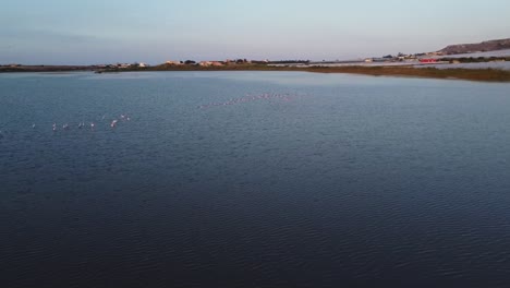 Toma-Aérea-Que-Muestra-Muchos-Flamencos-Volando-Sobre-El-Lago-Azul-En-Italia.