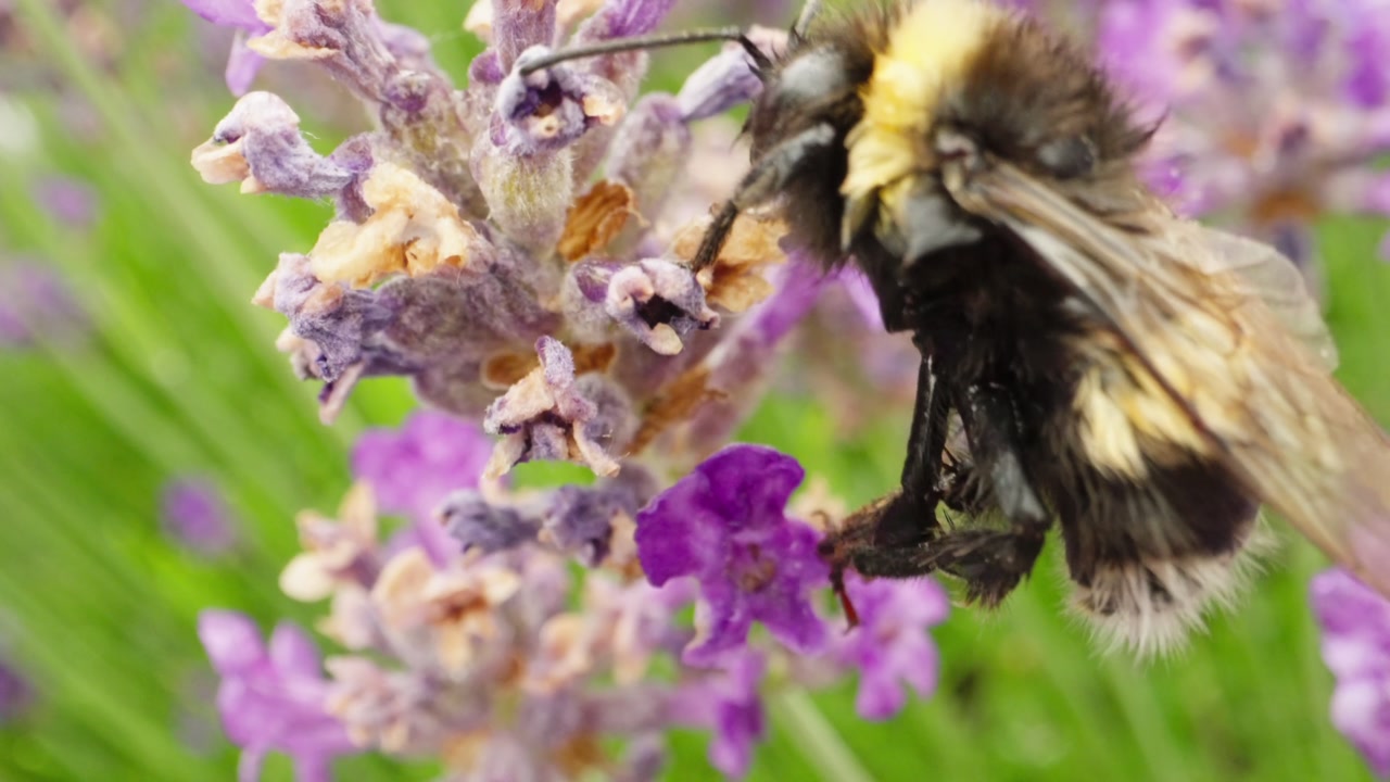 Bumblebee clings to flower stem in Dutch garden, wings moving in slow motion