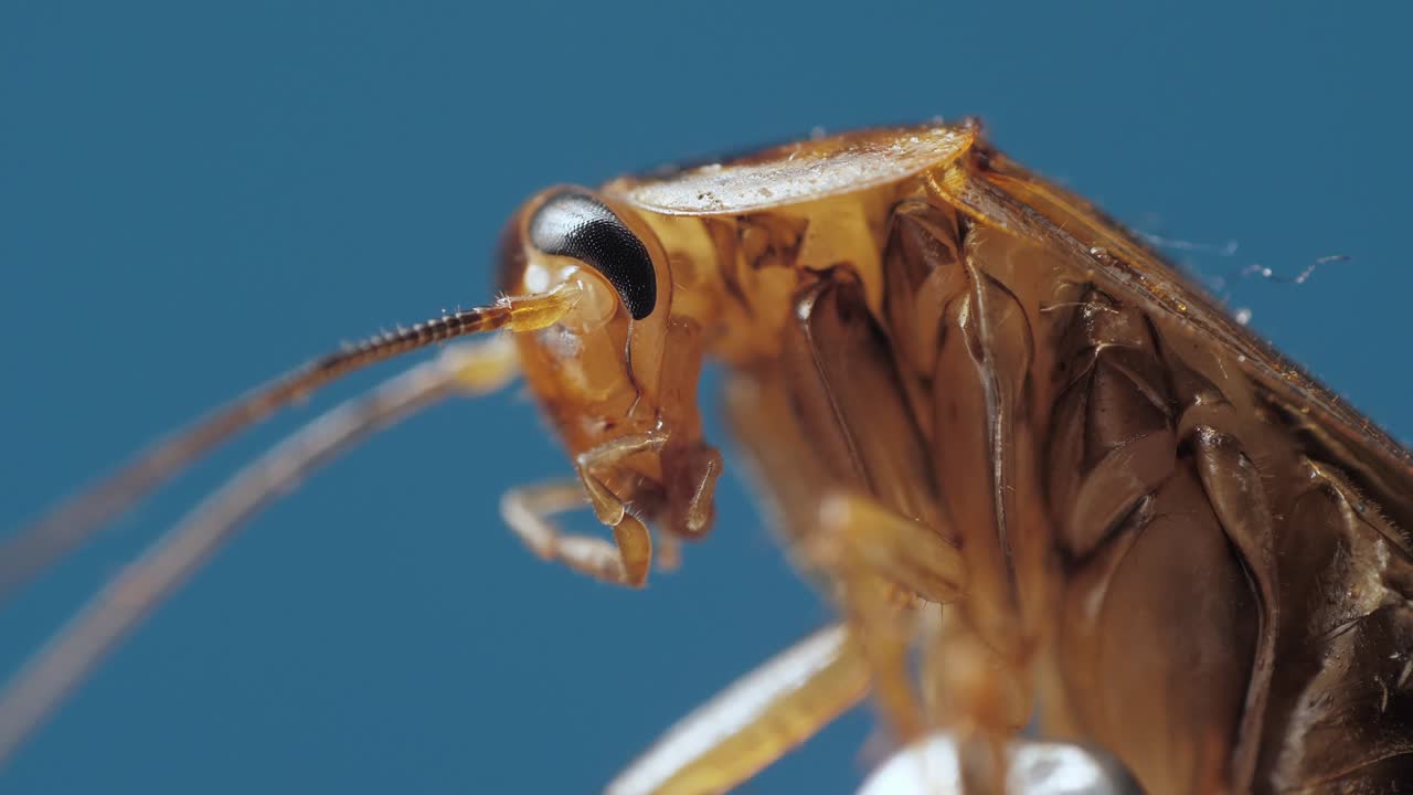 Macro view under microscope of brown spooky cockroach moving chelas and antennas on chroma key