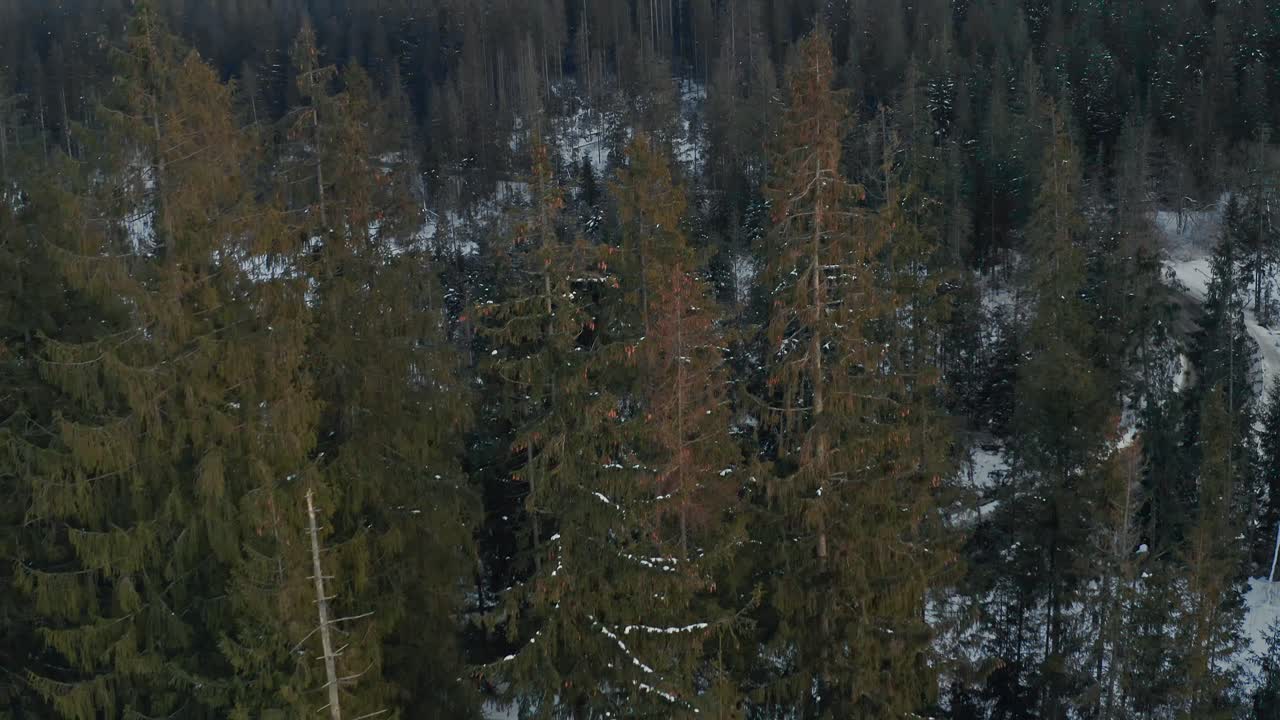Lumiset metsät talvella.