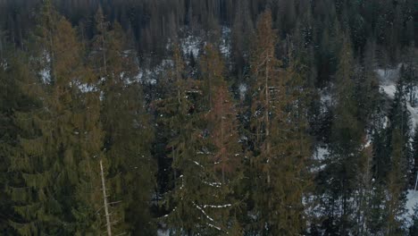 Bosques-Nevados-En-La-Temporada-De-Invierno