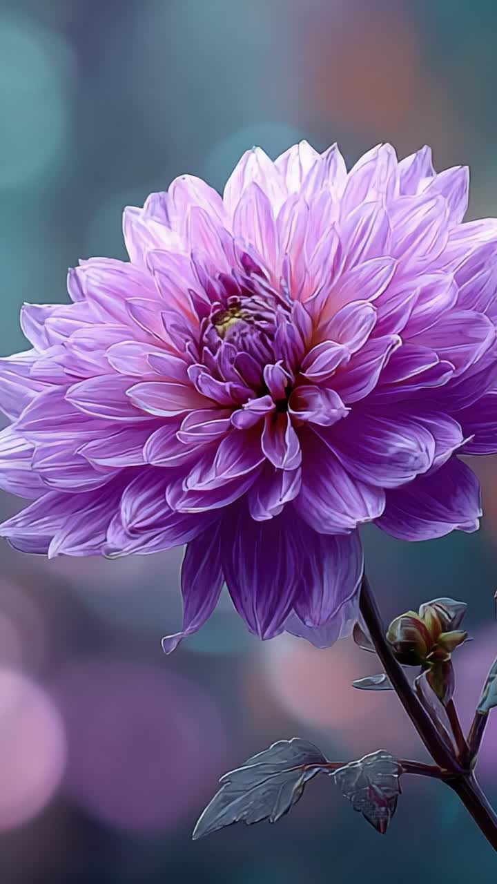 Stunning Purple Dahlia Blossom in Soft Focus With Dreamy Background, Capturing The Elegance and Beauty of Nature's Floral Artistry