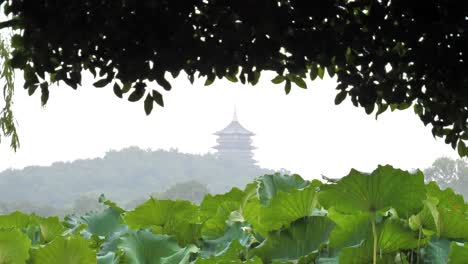 rainy day landscape with a view of the leifeng pagoda between tree leaves and lotus plants