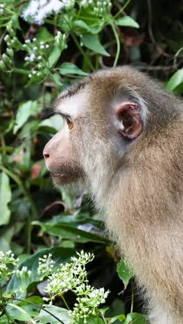 un mono interactúa con las plantas, posiblemente comiendo.