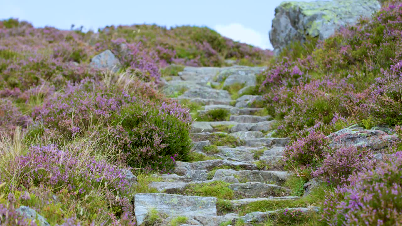 Camera moves up mossy stone steps bordered by blooming heather under soft daylight, Loch Brandy