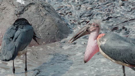 two marabou storks feeding on catfish in an almost dried-out puddle next to a hippopotamus