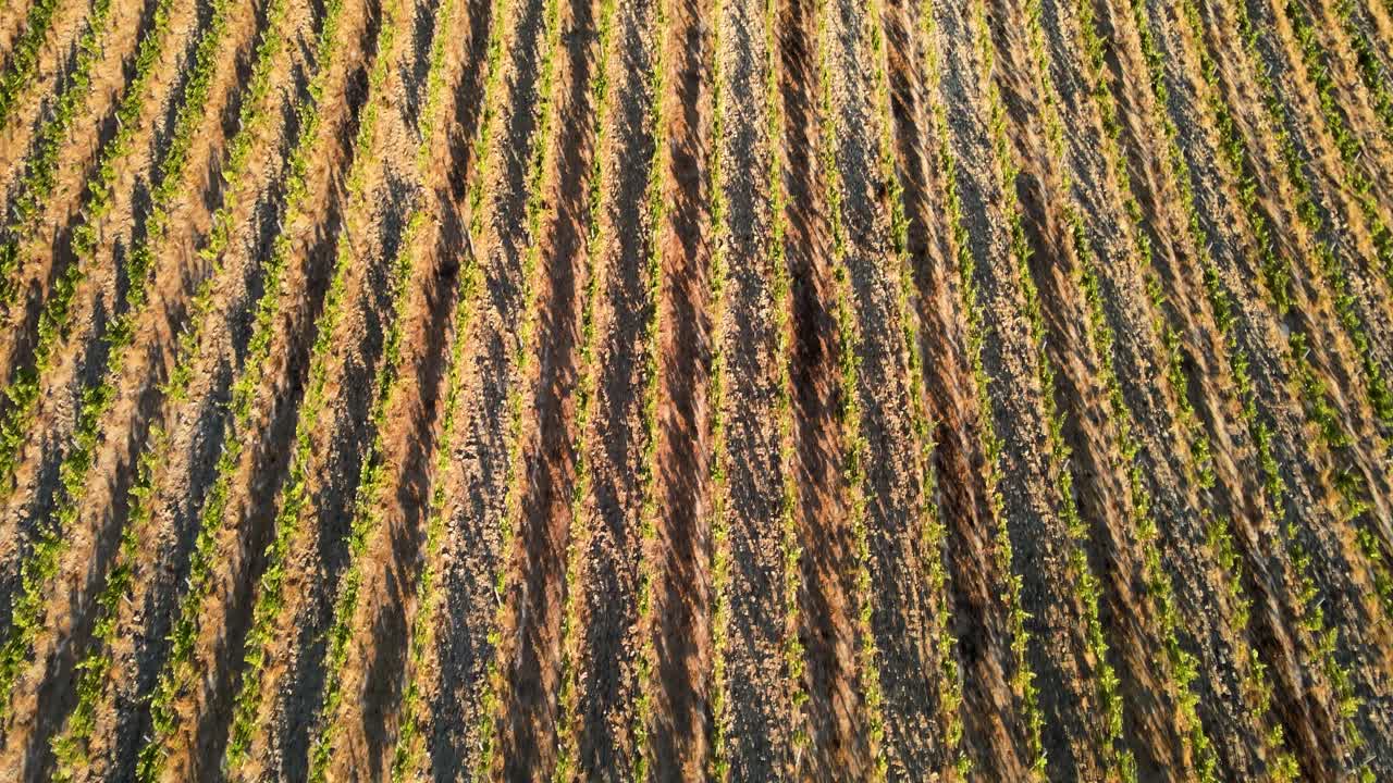 vista aérea sobre las filas de viñedos, en las colinas de la toscana, en el campo italiano, durante la puesta de sol