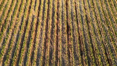 Aerial-view-over-vineyard-rows,-in-the-hills-of-Tuscany,-in-the-italian-countryside,-during-sunset