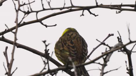 handheld shot of finch on thin tree branch