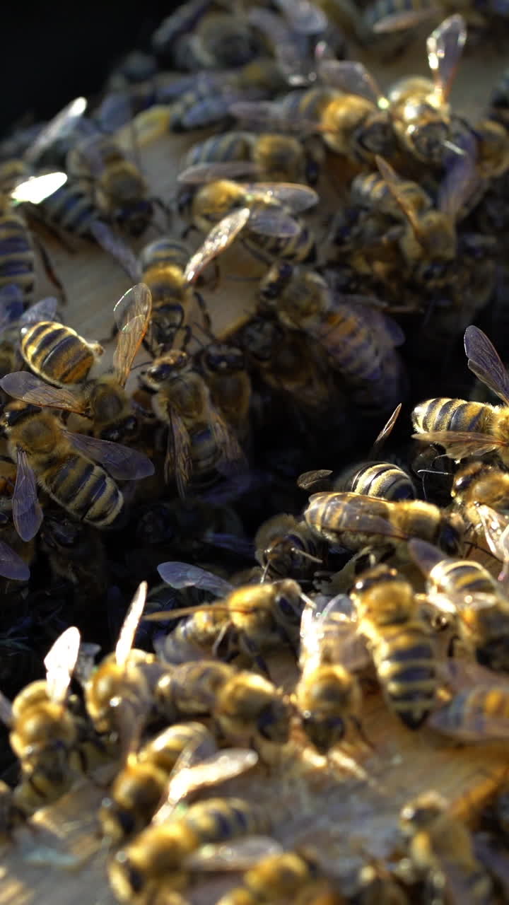 Many honey bees crawling on the top of frames with bees in the sun. Busy bees amassed and swarming together on surface. Apiary concept Vertical video