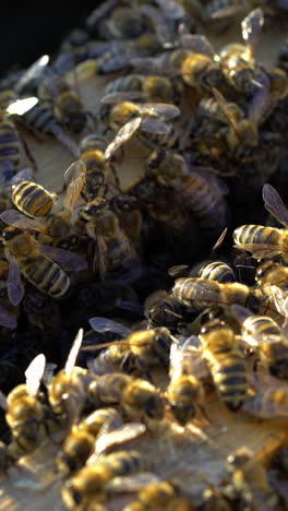 many honey bees crawling on the top of frames with bees in the sun. busy bees amassed and swarming together on surface. apiary concept vertical video