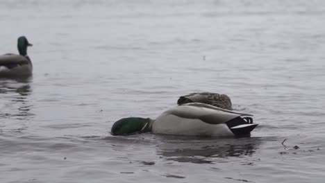 Male-and-Female-Mallard-ducks-feasting-on-algae-at-an-ocean-shoreline-during-winter-in-Canada