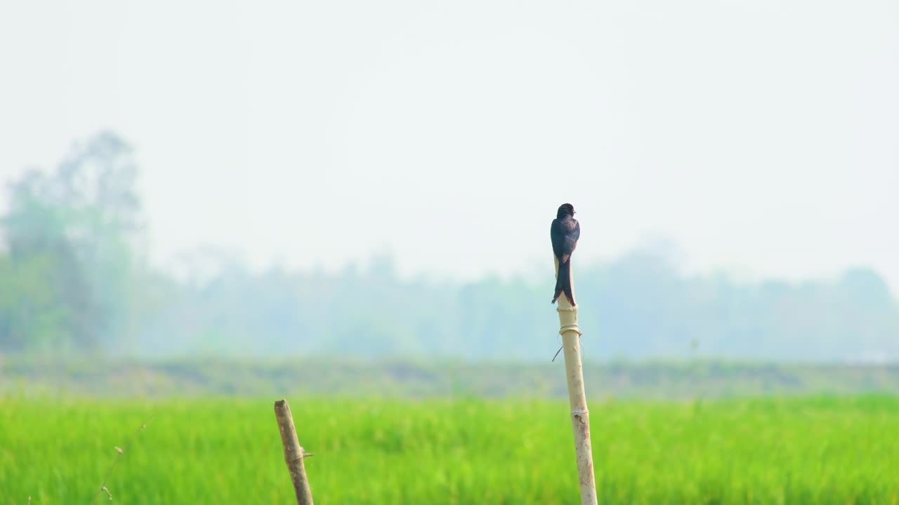 una foto ancha de un pájaro negro drongo posado en un palo de bambú, mirando a su alrededor con su distintiva cola bifurcada y brillantes plumas azul-negras