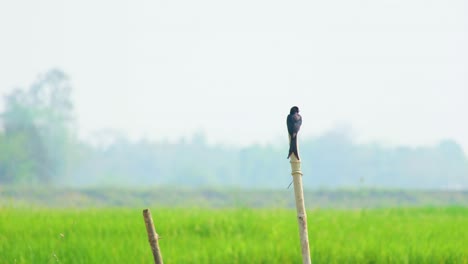 a wide shot of a drongo black bird perches on a bamboo stick, looking around with its distinctive forked tail and shiny blue-black feathers