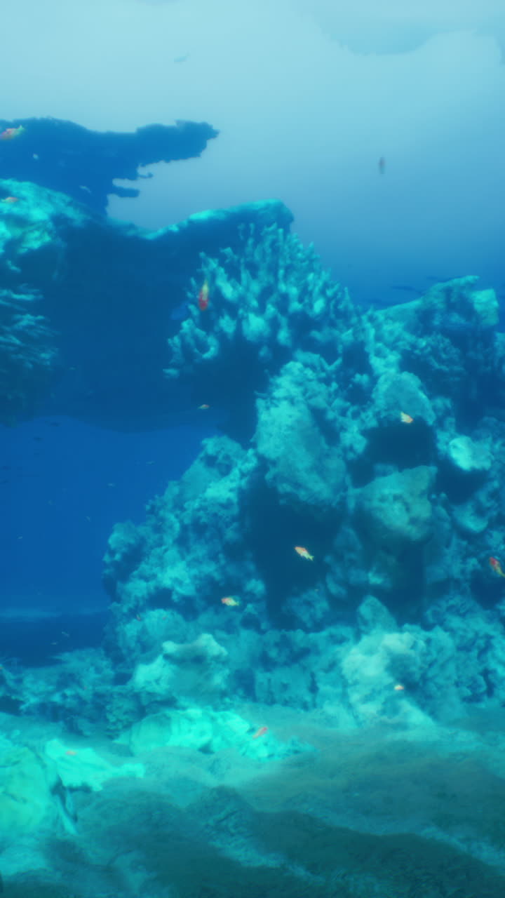 vista submarina de un arrecife de coral con peces de colores