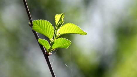 Closeup-of-a-sprout-of-wew-leaves-moved-by-the-wind