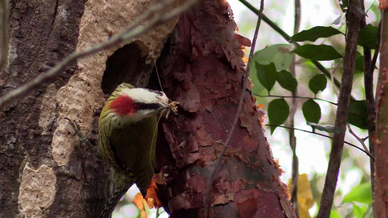 un pájaro carpintero verde cubano come un insecto