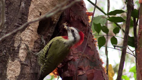 a cuban green woodpecker eats an insect