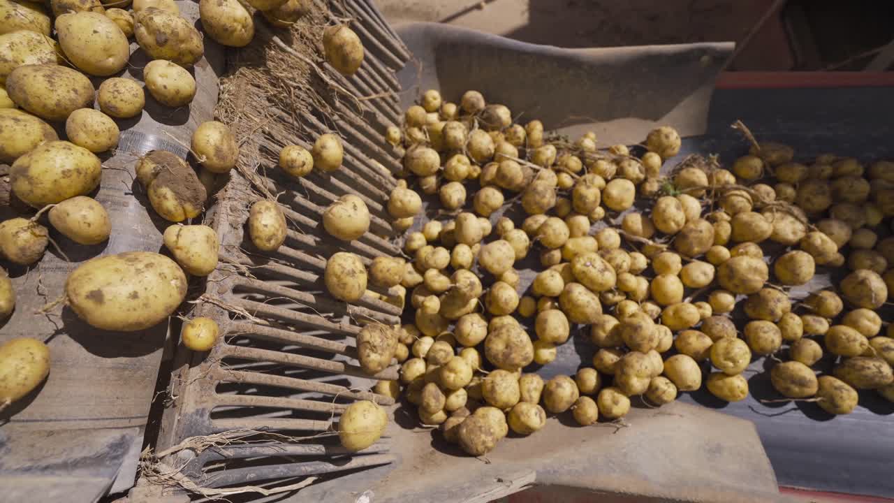 patatas que se mueven en el transportador en una fábrica de alimentos.