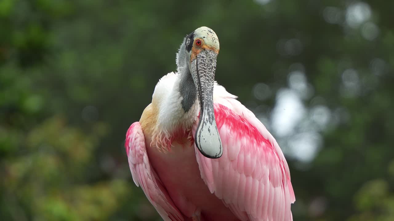 rosado, platalea ajaja con un llamativo plumaje rosado, mirando fijamente a la cámara, limpiando y arreglando sus plumas, disparo de cerca capturando los detalles de las características de la especie exótica de pájaros vadeadores