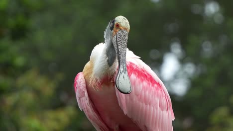 Roseate-spoonbill,-platalea-ajaja-with-striking-pink-plumage,-staring-at-the-camera,-preening-and-grooming-its-feathers,-close-up-shot-capturing-the-detail-features-of-the-exotic-wading-bird-species