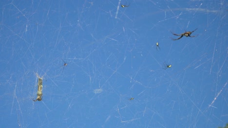 Viele-Spinnen-Auf-Spinnennetz-Vor-Blauem-Himmelshintergrund,-Zeltweber