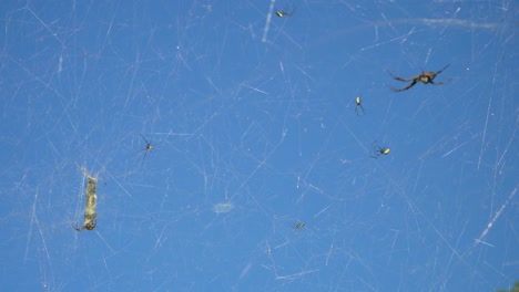 many spiders on spiderweb against blue sky background, tent weaver