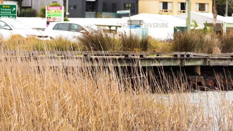 reeds by riverside with parked cars