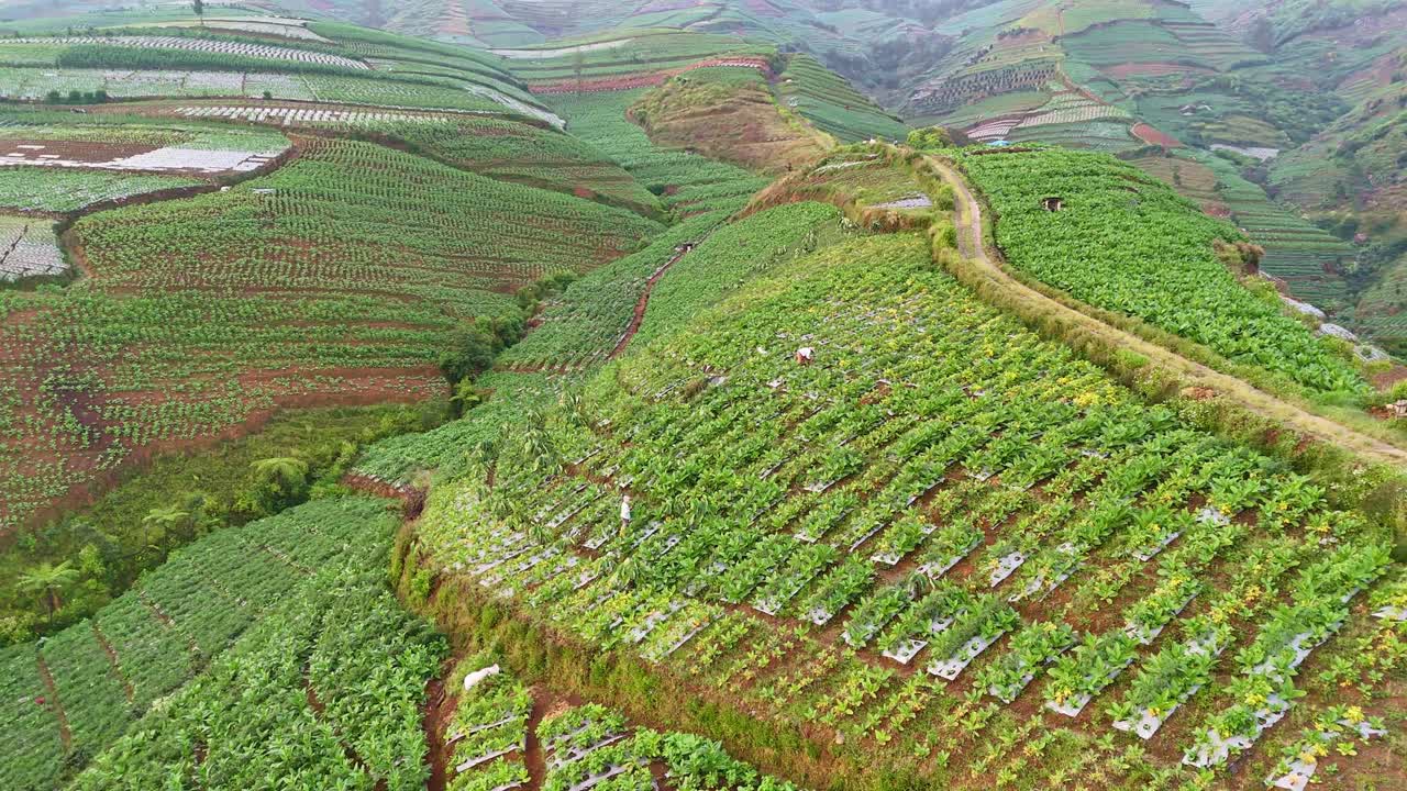 plantación de tabaco aérea en la ladera con los agricultores que trabajan en ella