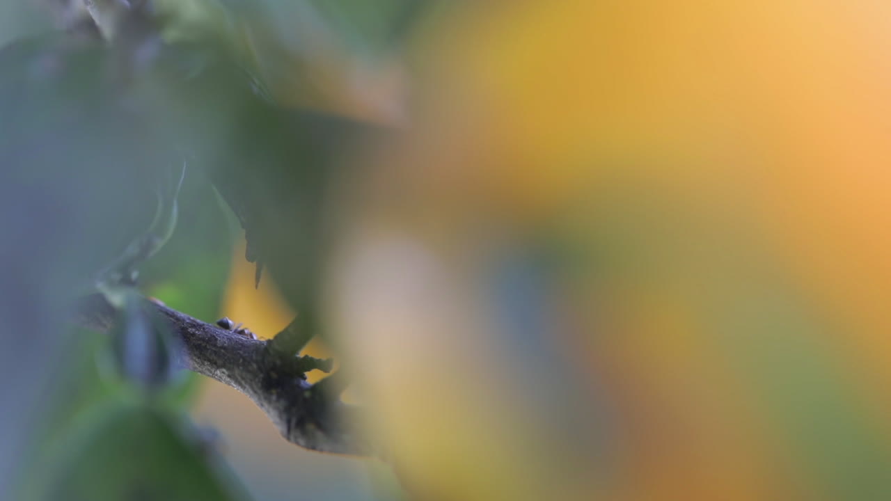 Small ants on in thickets of an orange tree macro