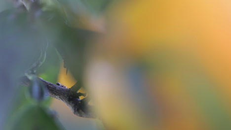 small ants on in thickets of an orange tree macro