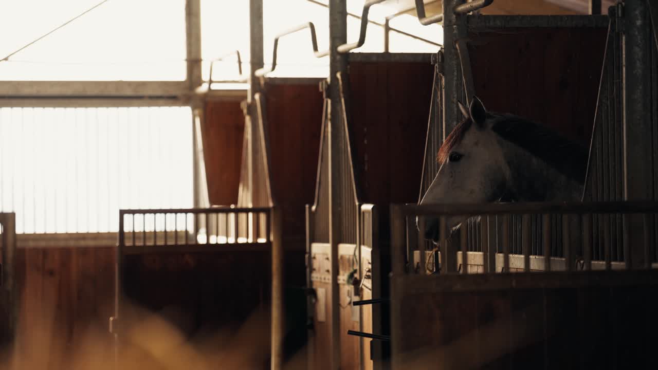 Close-up profile of a horse looking out from its wooden and metal stall inside a bright stable. Cinematic lighting with warm tones in a professional equestrian facility