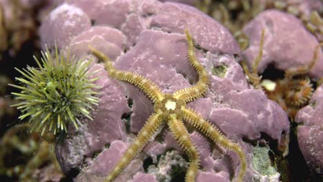 brittle star moving slowly on the sea bed in slow motion 60 fps in the cold waters of the atlantic ocean