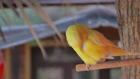 yellow parakeet on a perch