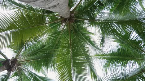 Beautiful-tropical-palm-trees-low-angle-view-with-rotation-on-vacation