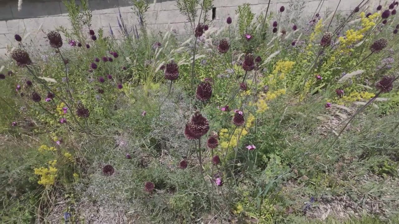 4K videooptagelse af valmue-lignende planter, der bevæger sig i den lette brise i en park i Budapest, Ungarn