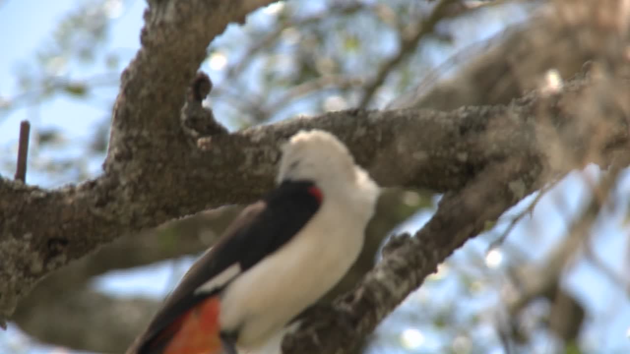 un tejedor de cabeza blanca se sienta en un árbol en áfrica