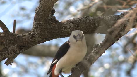 a white headed weaver sits in a tree in africa